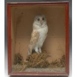 Taxidermy - a Victorian barn owl, inset glass eyes,