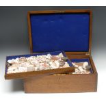Conchology - an interesting collection of exotic sea shells, the oak box 47.