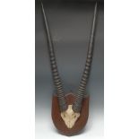 Taxidermy - an African hunting trophy, Gemsbok Oryx (Oryx beisa beisa),