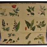 Toxicology and Botany - a Victorian didactic roll-down wall chart,