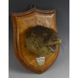 Taxidermy - an otter mask, the oak shield mask with silvered plaque inscribed Mrs Myles F Burnyeat,