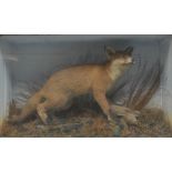 Taxidermy - a late Victorian red fox and an adolescent rabbit,