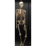 Medical Science - Anatomy - a full size bone articulated human skeleton, 165cm high,