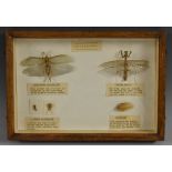 Natural History - Orthoptera - a museum case of insect specimens, Long-Horned Grasshopper,