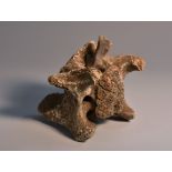 Antiquities/Natural History - a bison vertebrae,