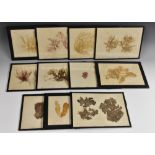 Phycology - a collection of 19th century pressed and mounted algae specimens, collected in Sicily,