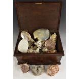 Conchology - a collection of exotic seashells,