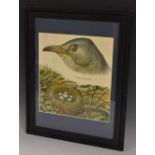 Ornithology - an early 20th century identification print, cuckoo and eggs, chromolithograph, 28.