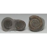 Natural History - Paleontology - Fossils, a fossilized ammonite specimen (Dactylioceras athleticum),