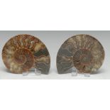 Natural History - Paleontology - Fossils, a fossilized African ammonite (Cleoniceras besarei),