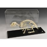 Natural History - a museum mounted articulated rabbit skeleton, prepared by T Gerrard & Co,