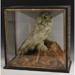 Taxidermy - a large Victorian snowy owl, naturalistically mounted, glazed ebonised case, 58.