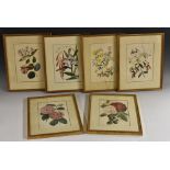 After Augusta Innes Withers (1792-1877), a set of six botanical studies, Camellias, Roses, Orchids,