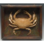 Taxidermy - a crab, preserved and displayed in a glazed rectangular case,