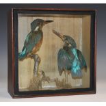 Taxidermy - a pair of kingfishers, each naturalistically mounted on a mossy branch,
