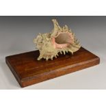 Late Colonial India - Conchological Presentation - a spiny conch shell, mounted for display,