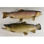 Taxidermy - two preserved fish specimens, a rainbow trout (Oncorhynchus mykiss),