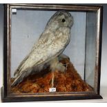 Taxidermy - a large Victorian snowy owl, naturalistically mounted, glazed ebonised case, 58.