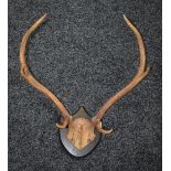 Taxidermy - a pair of 19th century three point antlers,