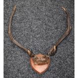 Taxidermy - a pair of three point antlers,