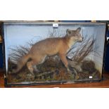 Taxidermy - a late Victorian red fox and an adolescent rabbit,
