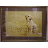 After Pollyanna Pickering 'Golden Retriever' framed