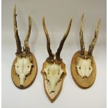 Taxidermy - a pair of mounted antler specimens;