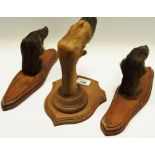 Taxidermy - a mounted deer hoof and fetlock, oak shield; a pair,
