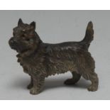 An Austrian cold-painted bronze, of a terrier dog, 5.