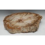 Dendrology - a large transverse section of fossilized wood,