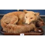 Taxidermy - a seated fox,