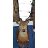 Taxidermy - a Victorian stags head