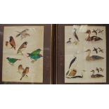 Original ornithological study of British waterbirds framed;
