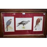 English School A set of three, Studies of Falcons and Hawks monogrammed KH, watercolours, 23.