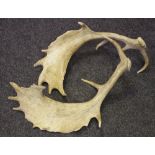 *** Please note amended description *** Taxidermy - two Fallow deer antlers