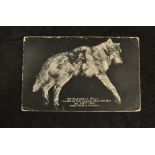 Original postcard of the The Allendale Wolf,