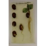 Botany - a muesum didactic model specimen,prepared by Griffin Biological Laboratories Ltd,