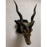 Taxidermy - an early 20th century Kudu,