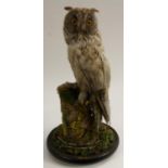 Taxidermy - a Victorian long-eared owl, naturalistically mounted perched on a branch,