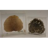 Natural History - Entomology - a pair of museum didactic models,
