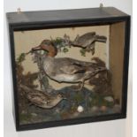 Taxidermy - a Victorian display of waterside birds,