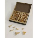 Natural History - an interesting collection of prehistoric teeth