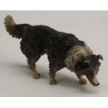 A large Austrian cold painted bronze, of a collie dog,