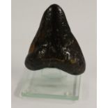 Natural History - Paleontology - a megalodon shark (carcharocles megalodon) tooth, 9.