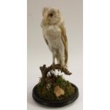 Taxidermy - a Victorian barn owl, naturalistically mounted perched on a branch on a mossy ground,