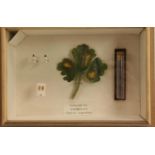 Natural History - Entomology - a museum display box,