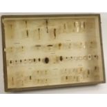 Natural History - Entomology - a museum display case of mounted insect specimens,