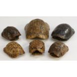 Natural History -a tortoise shell (Testudo Graeca), 22cm long; other testudinidae shells, smaller,