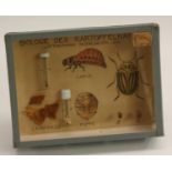 Natural History - Entomology - an mid-20th century Austrian museum didactic diorama,