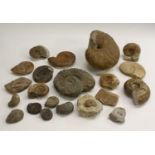 Natural History - Paleontology - a large gryphea (devil's toenail) fossil, 24cm wide; others,